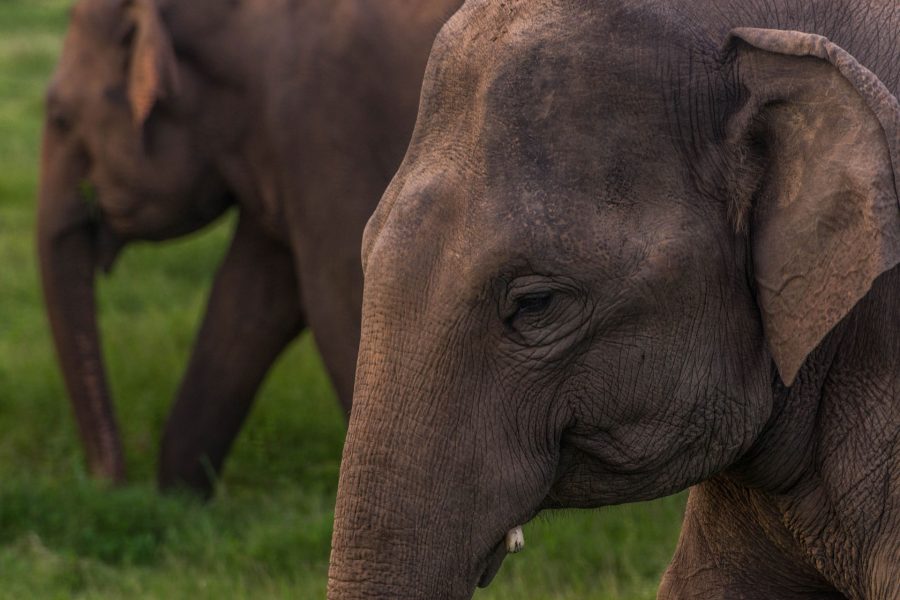 Elefantes, leopardos y pájaros de Sri Lanka